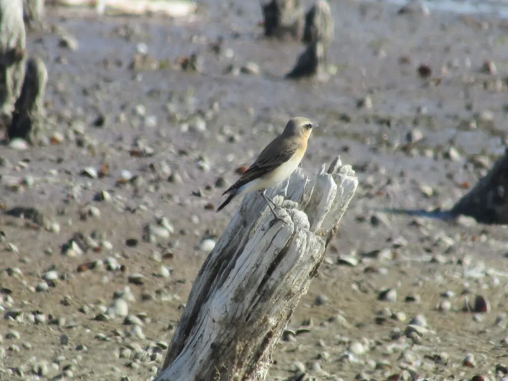 穗䳭(Oenanthe oenanthe)