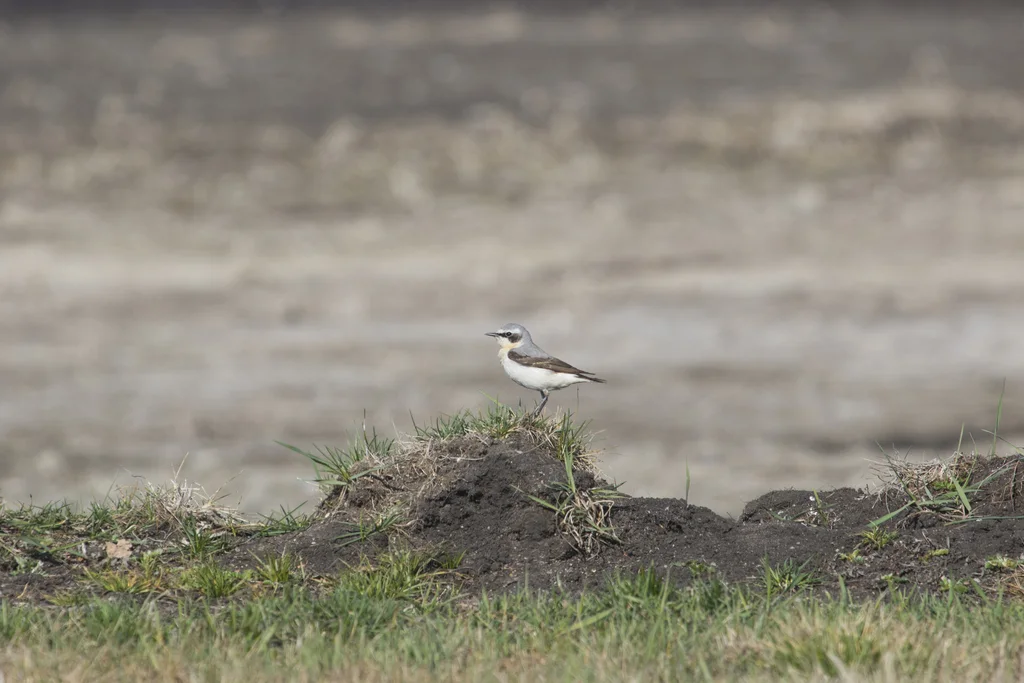 穗䳭(Oenanthe oenanthe)