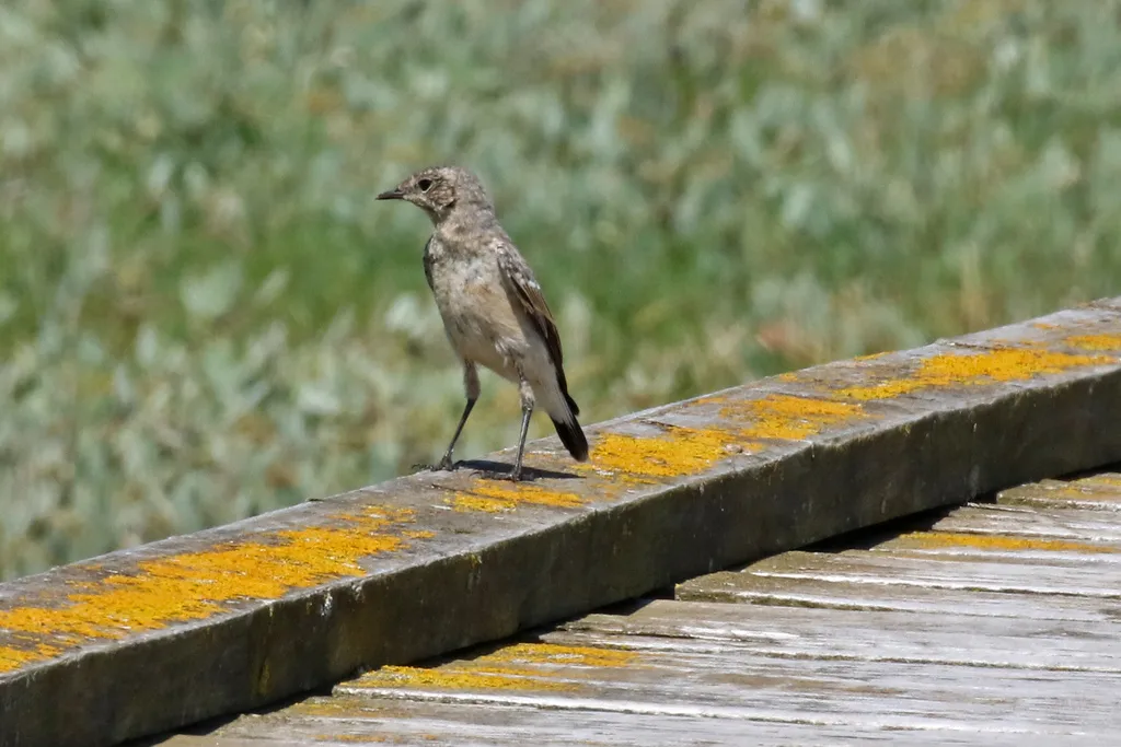穗䳭(Oenanthe oenanthe)