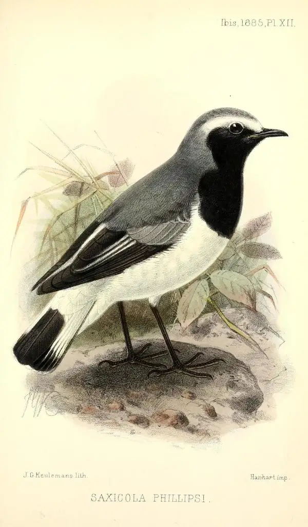索马里䳭(Oenanthe phillipsi)