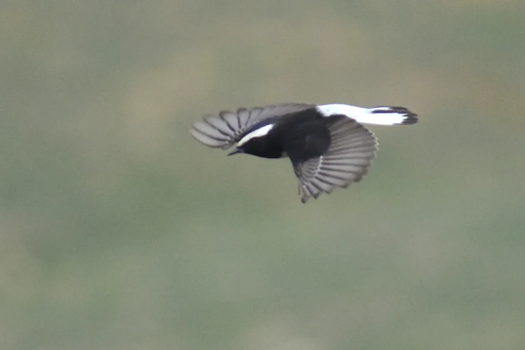 东方斑䳭(Oenanthe picata)