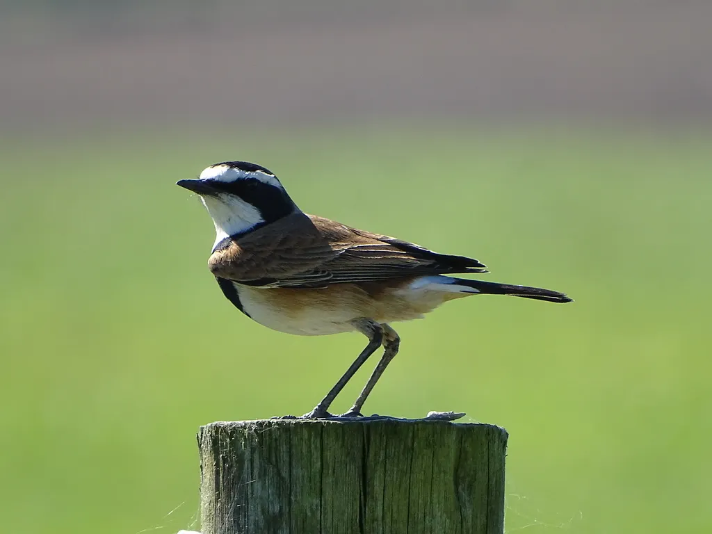 冕䳭(Oenanthe pileata)