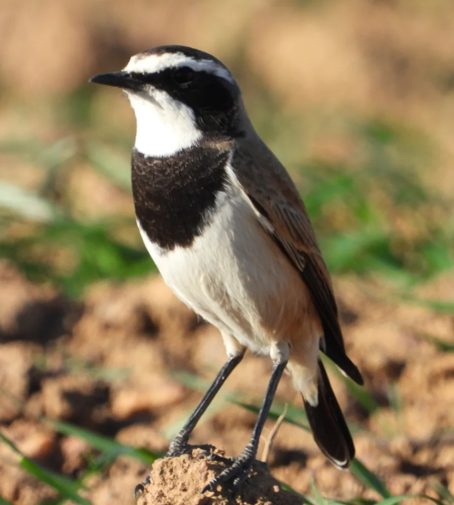 冕䳭(Oenanthe pileata)