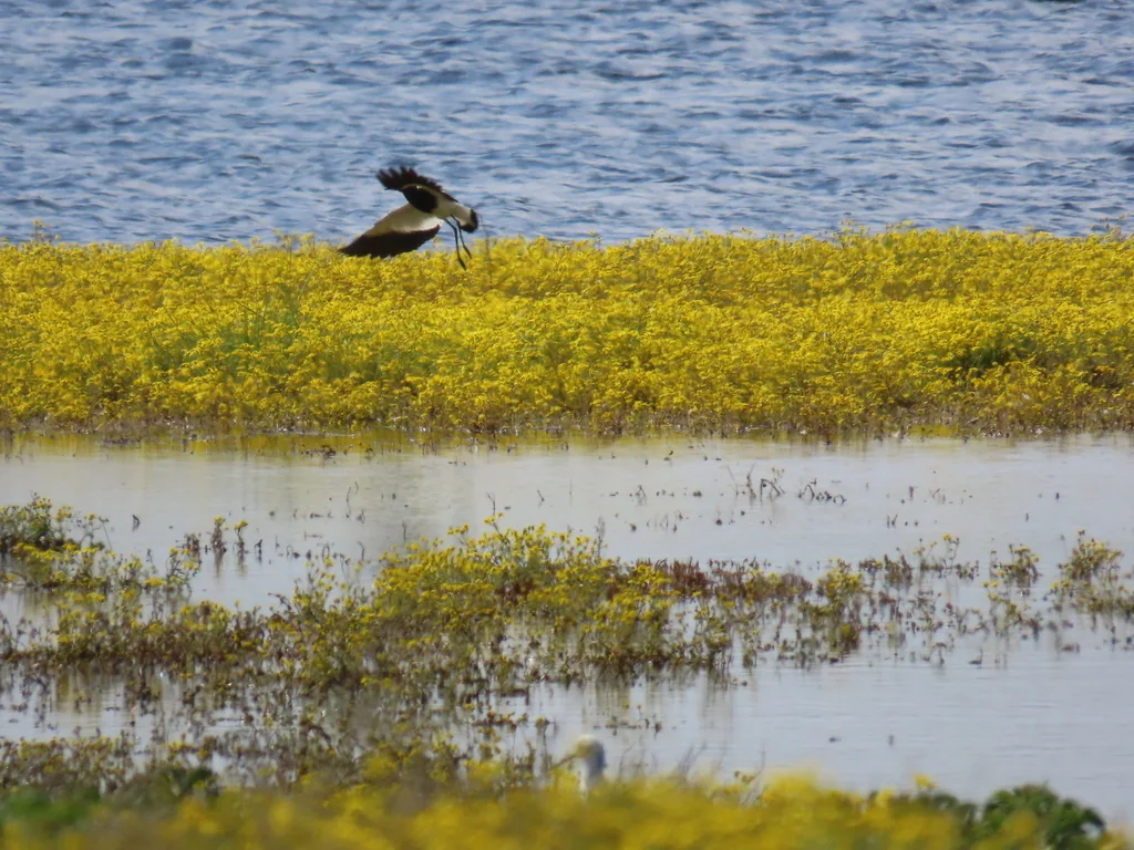 冕䳭(Oenanthe pileata)