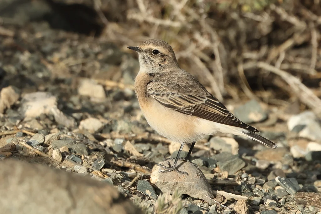 白顶䳭（Oenanthe pleschanka）