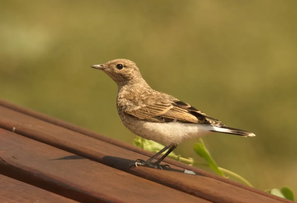 白顶䳭（Oenanthe pleschanka）
