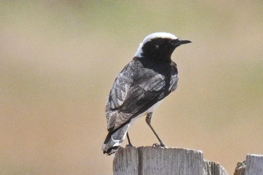 白顶䳭（Oenanthe pleschanka）