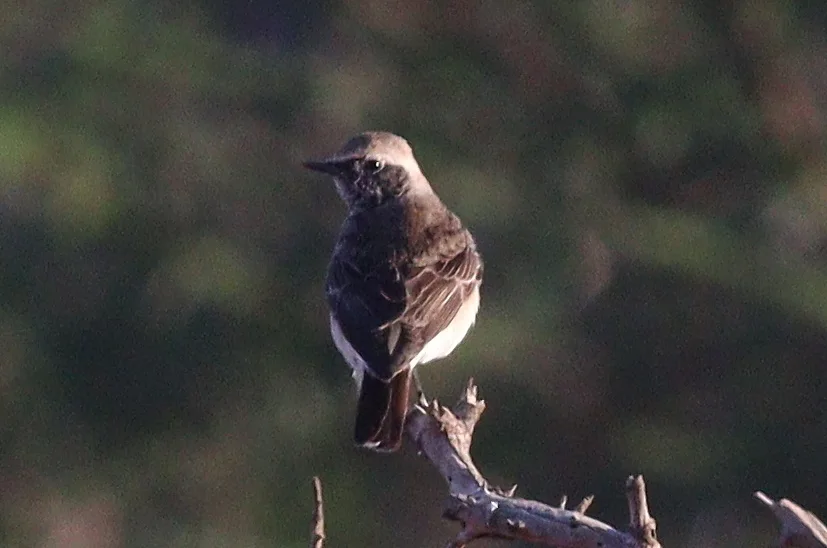 白顶䳭（Oenanthe pleschanka）