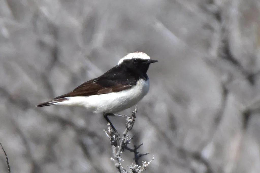 白顶䳭（Oenanthe pleschanka）
