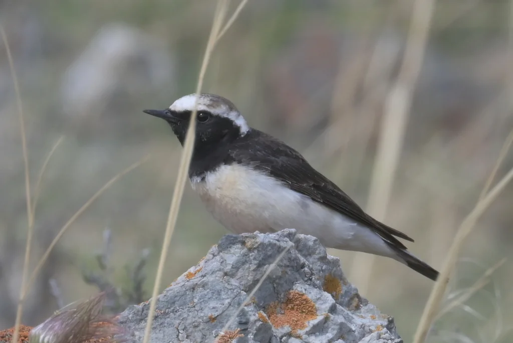白顶䳭（Oenanthe pleschanka）