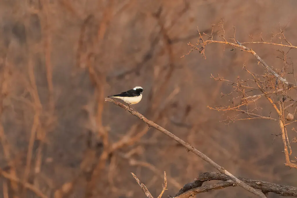白顶䳭（Oenanthe pleschanka）