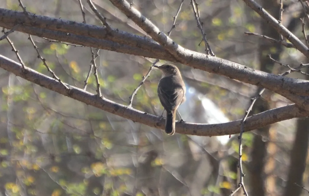 褐尾岩䳭(Oenanthe scotocerca)