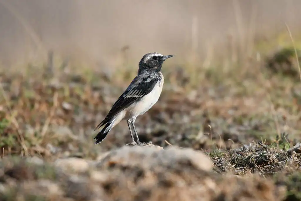 黑喉穗䳭(Oenanthe seebohmi)