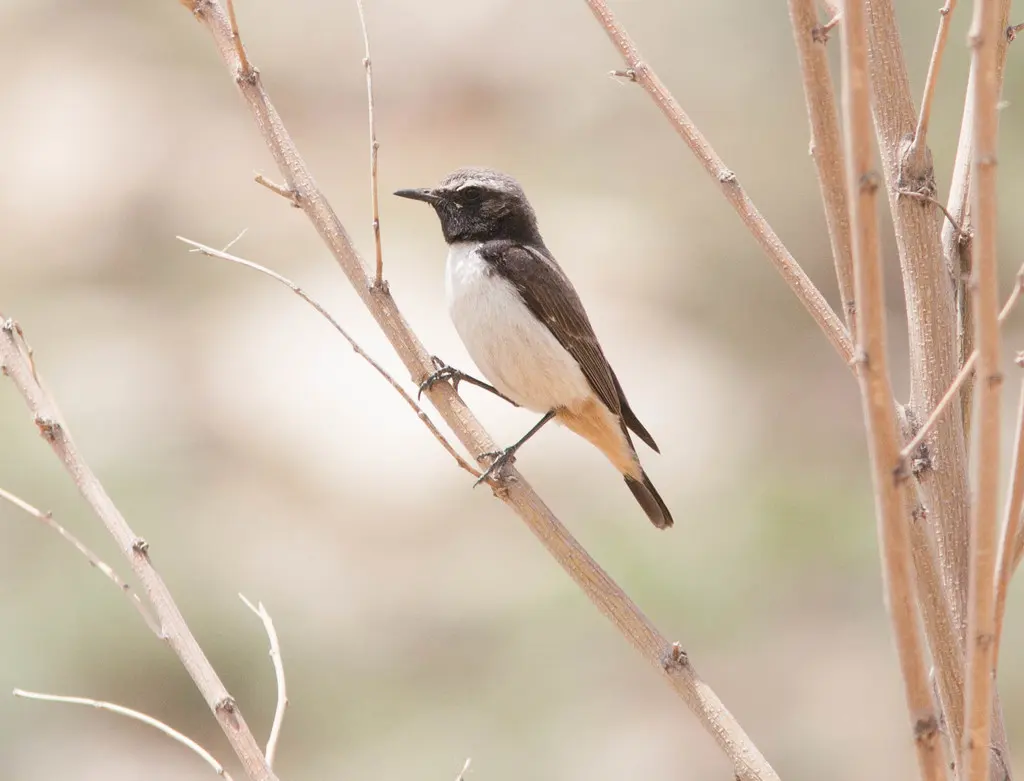 黑脸红尾䳭(Oenanthe xanthoprymna)