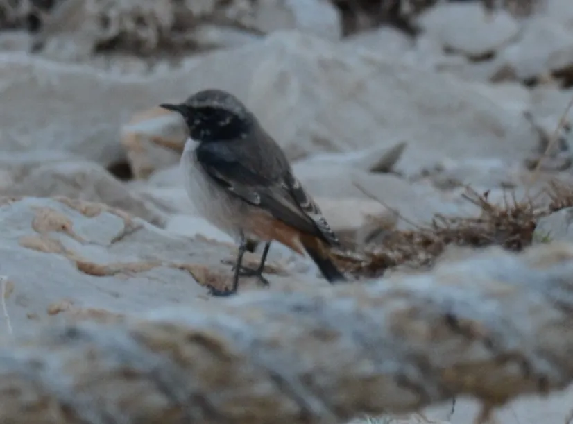 黑脸红尾䳭(Oenanthe xanthoprymna)