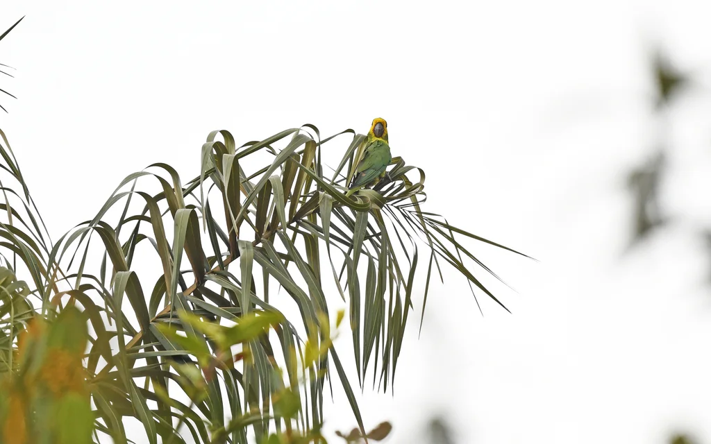 黄耳鹦哥(Ognorhynchus icterotis)
