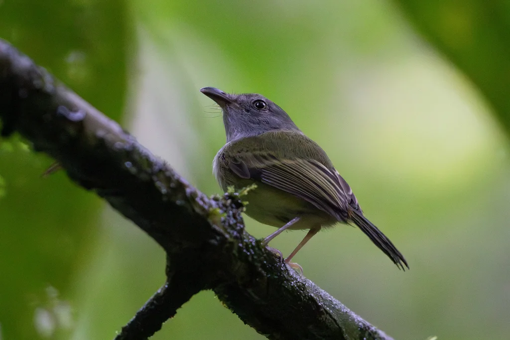 北弯嘴霸鹟（Oncostoma cinereigulare）