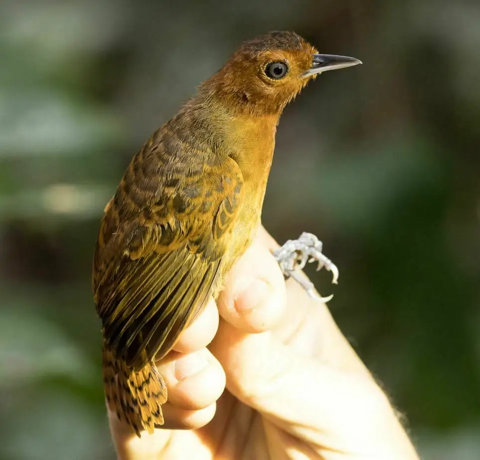 白喉蚁鸟(Oneillornis salvini)
