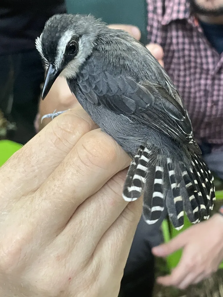 白喉蚁鸟(Oneillornis salvini)