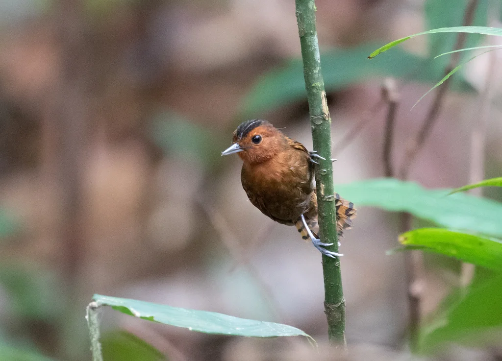 白喉蚁鸟(Oneillornis salvini)