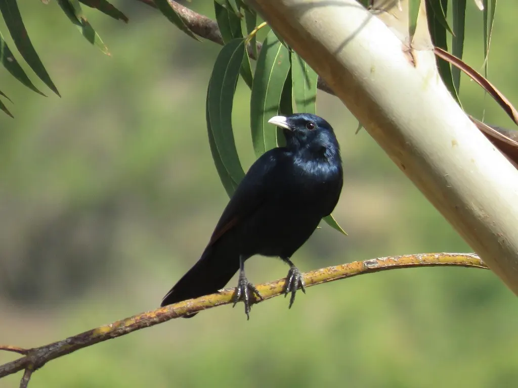 白嘴栗翅椋鸟(Onychognathus albirostris)