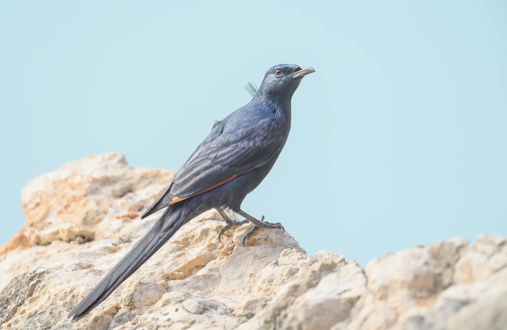 索马里栗翅椋鸟(Onychognathus blythii)