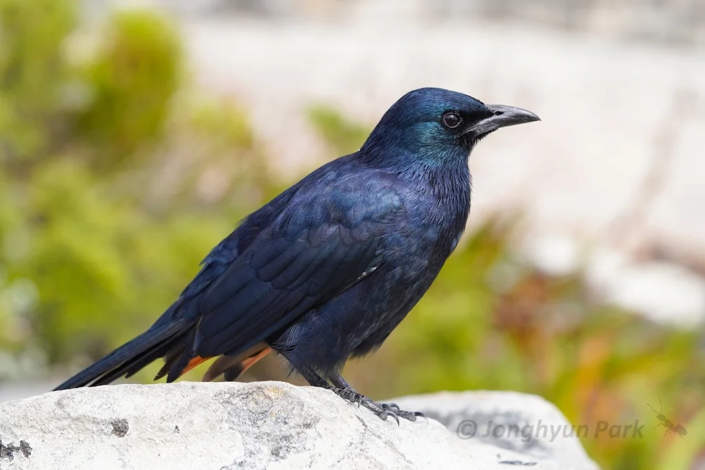 红翅椋鸟(Onychognathus morio)