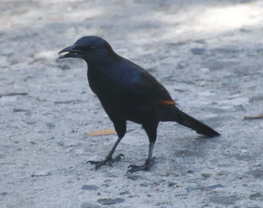红翅椋鸟(Onychognathus morio)
