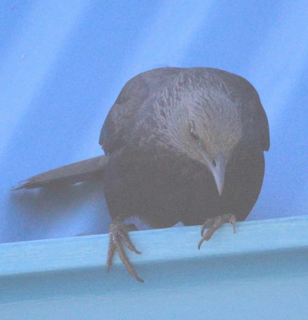 红翅椋鸟(Onychognathus morio)