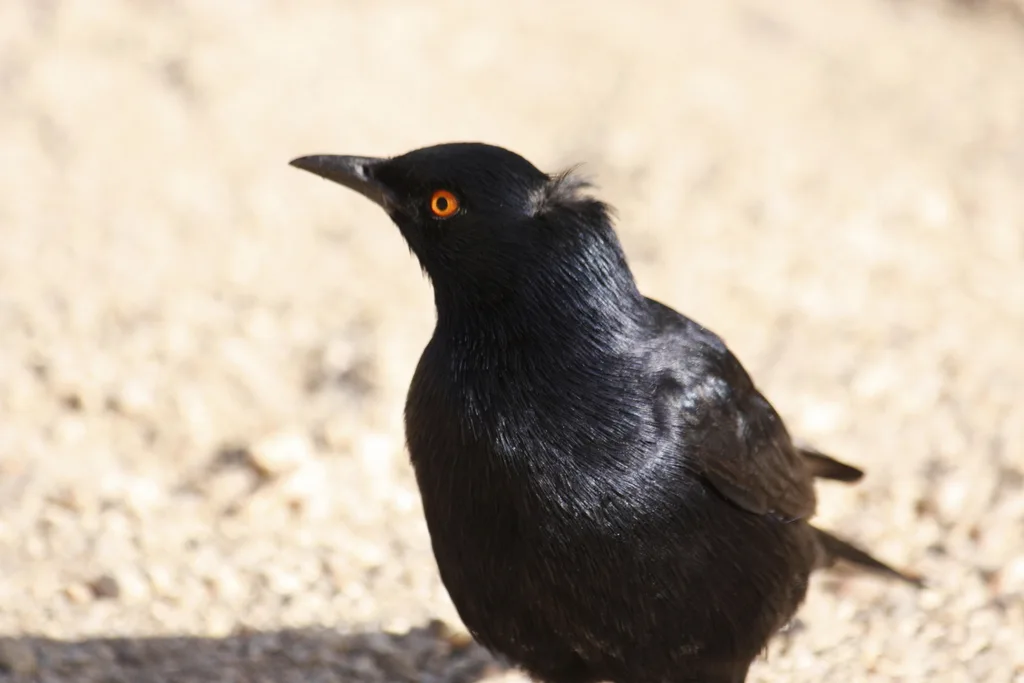 淡栗翅椋鸟(Onychognathus nabouroup)