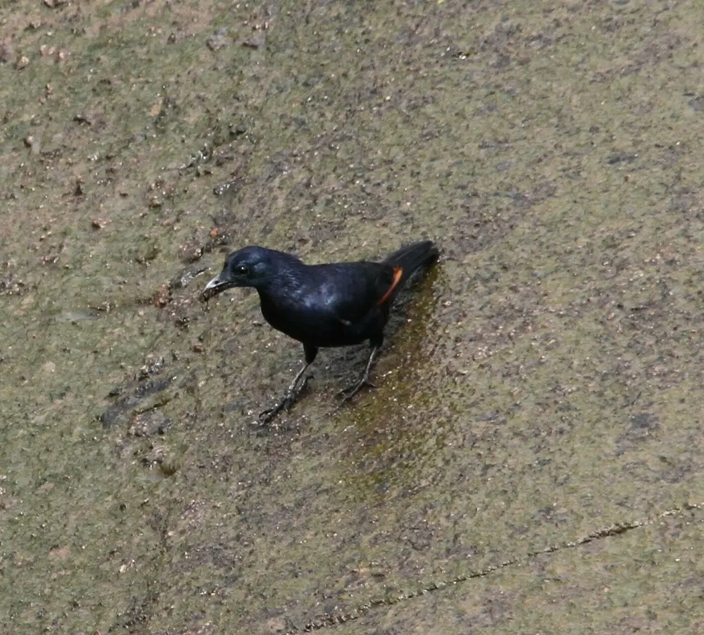 诺氏栗翅椋鸟(Onychognathus neumanni)