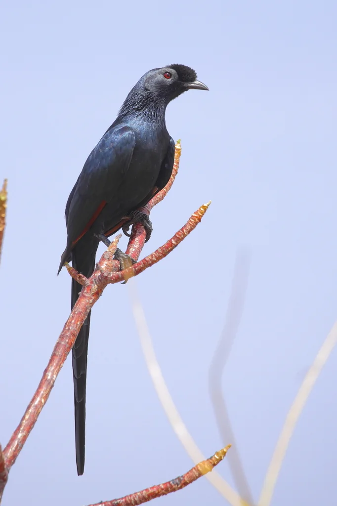 须冠栗翅椋鸟(Onychognathus salvadorii)