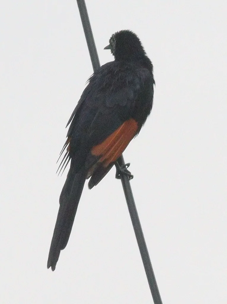 细嘴栗翅椋鸟(Onychognathus tenuirostris)