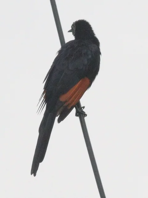 细嘴栗翅椋鸟