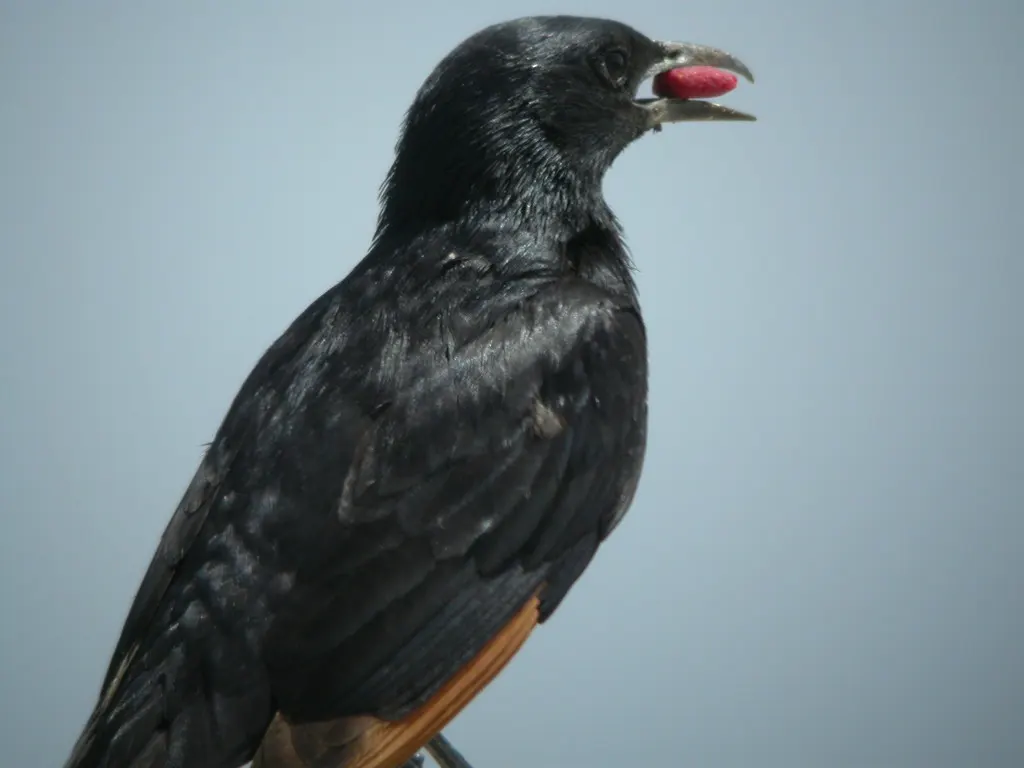 红海栗翅椋鸟(Onychognathus tristramii)