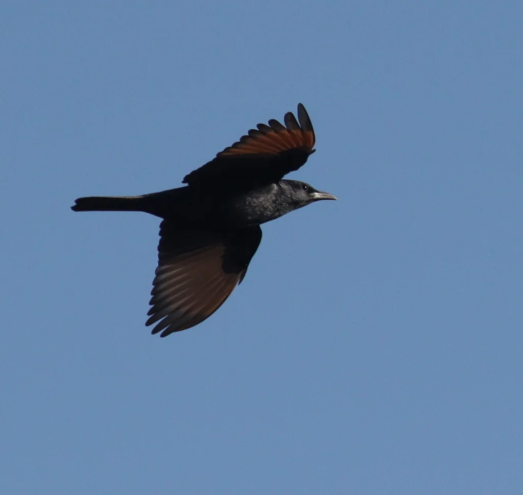 红海栗翅椋鸟(Onychognathus tristramii)