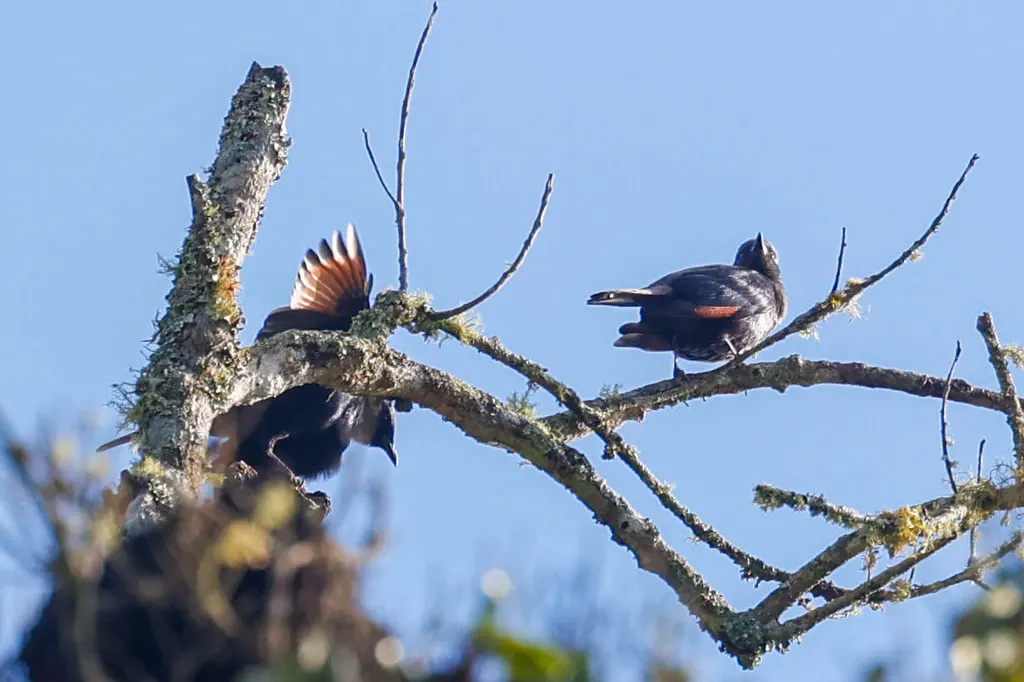 高山栗翅椋鸟(Onychognathus walleri)