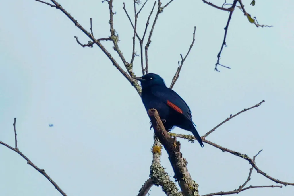 高山栗翅椋鸟(Onychognathus walleri)