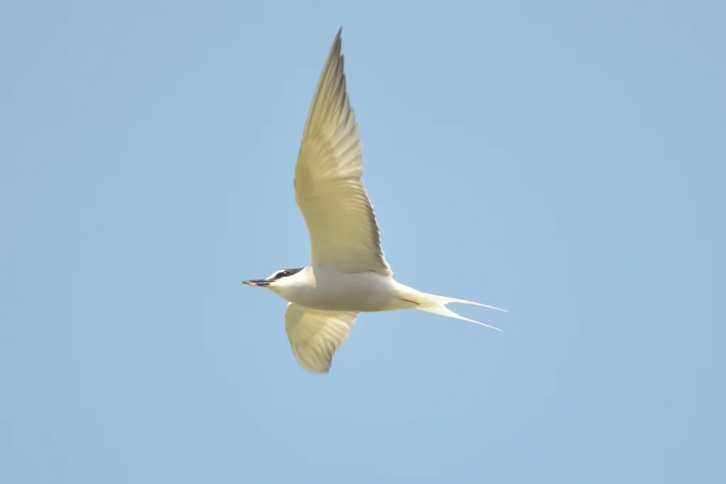 白腰燕鸥(Onychoprion aleuticus)