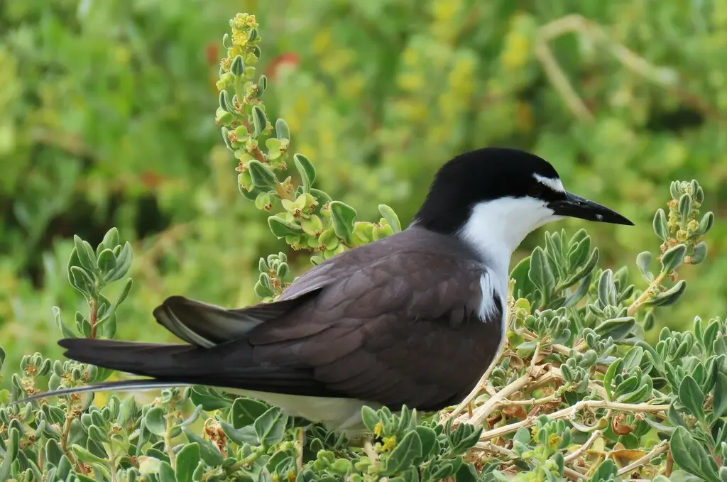 褐翅燕鸥(Onychoprion anaethetus)