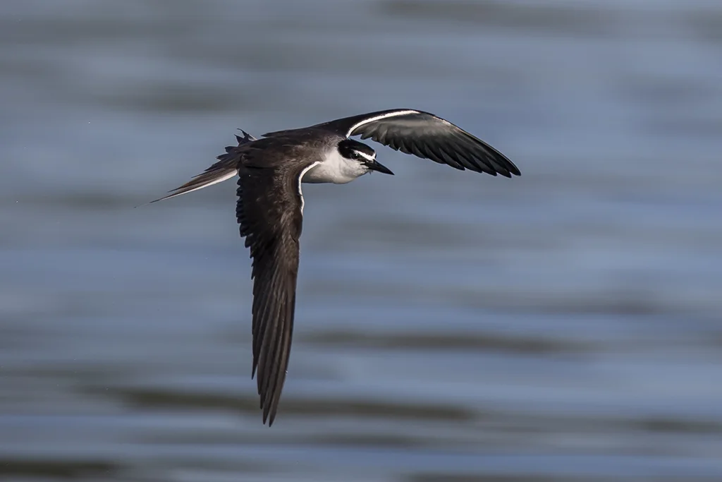 褐翅燕鸥(Onychoprion anaethetus)