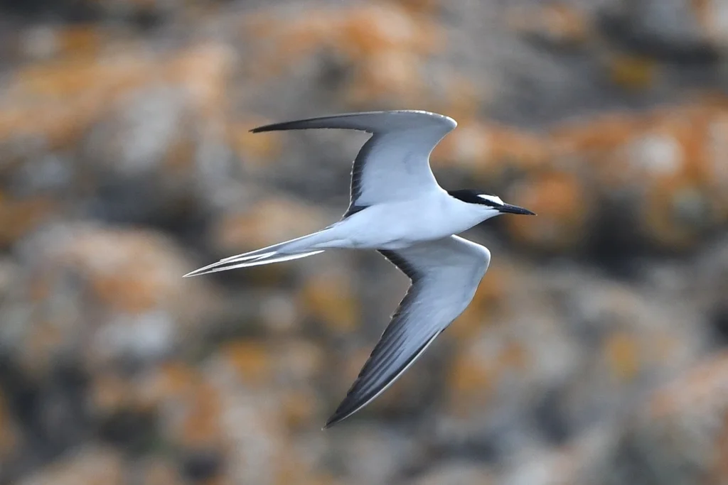 褐翅燕鸥(Onychoprion anaethetus)