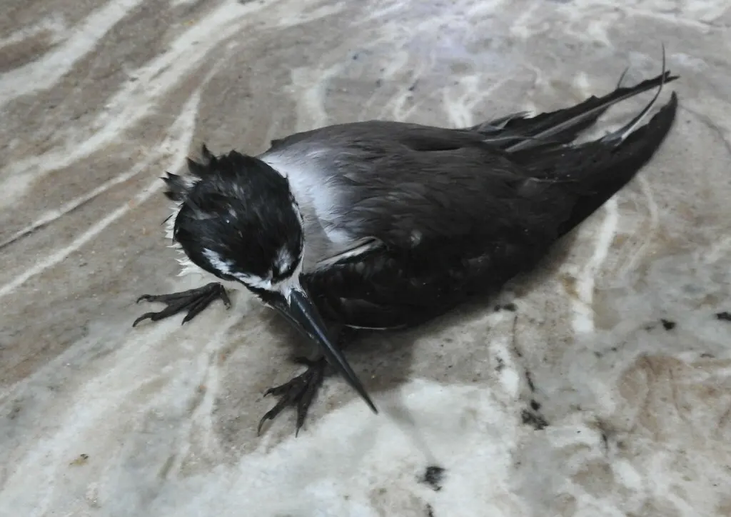 褐翅燕鸥(Onychoprion anaethetus)