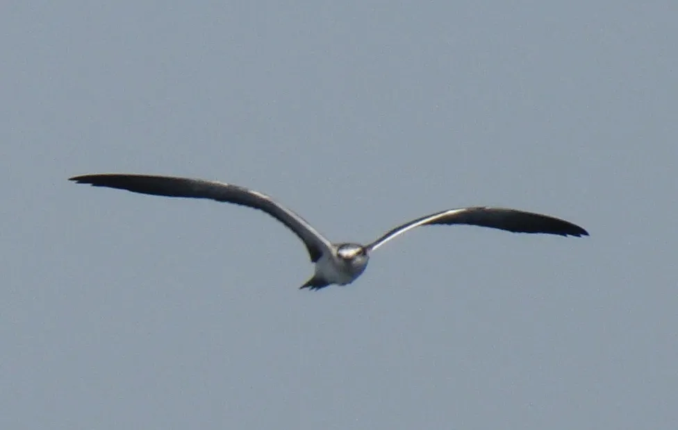 褐翅燕鸥(Onychoprion anaethetus)
