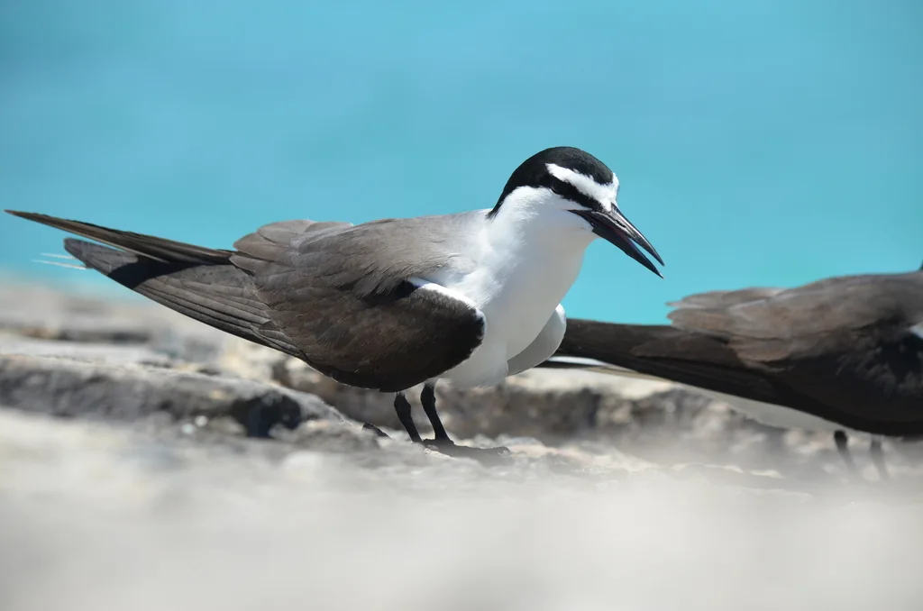 褐翅燕鸥(Onychoprion anaethetus)