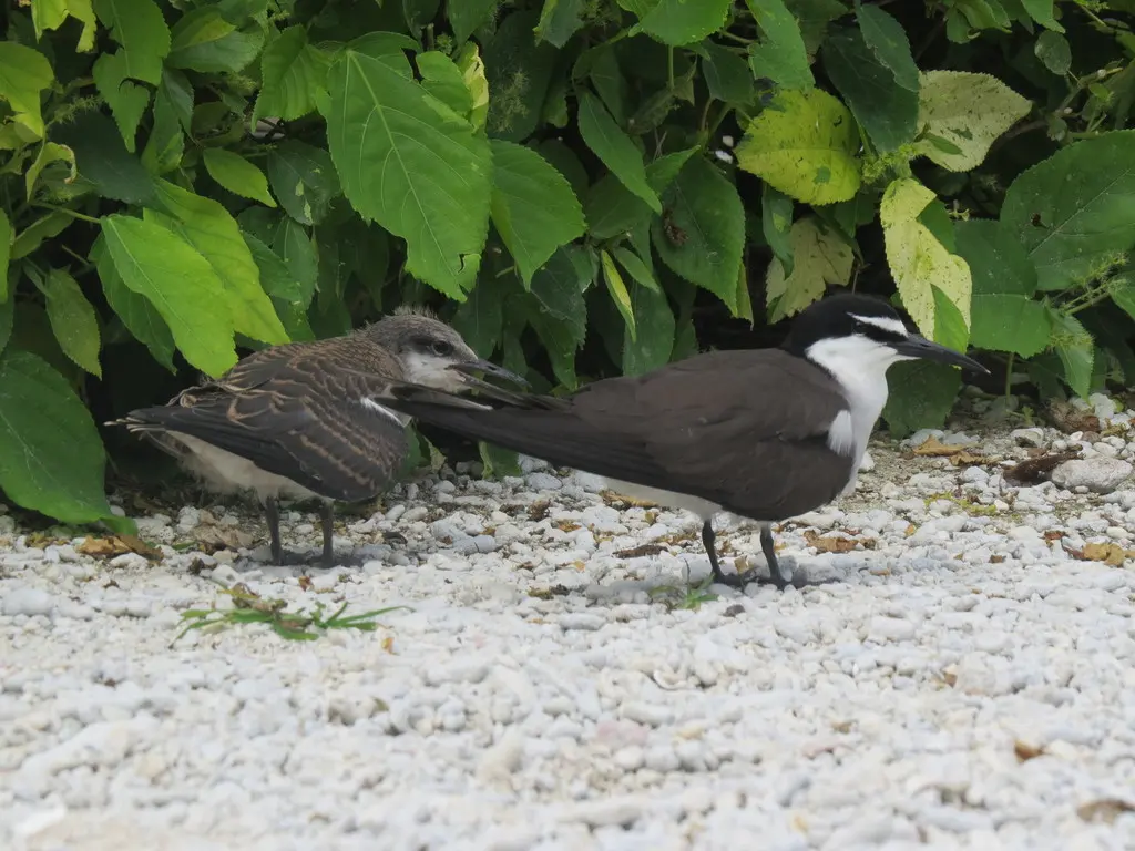 褐翅燕鸥(Onychoprion anaethetus)