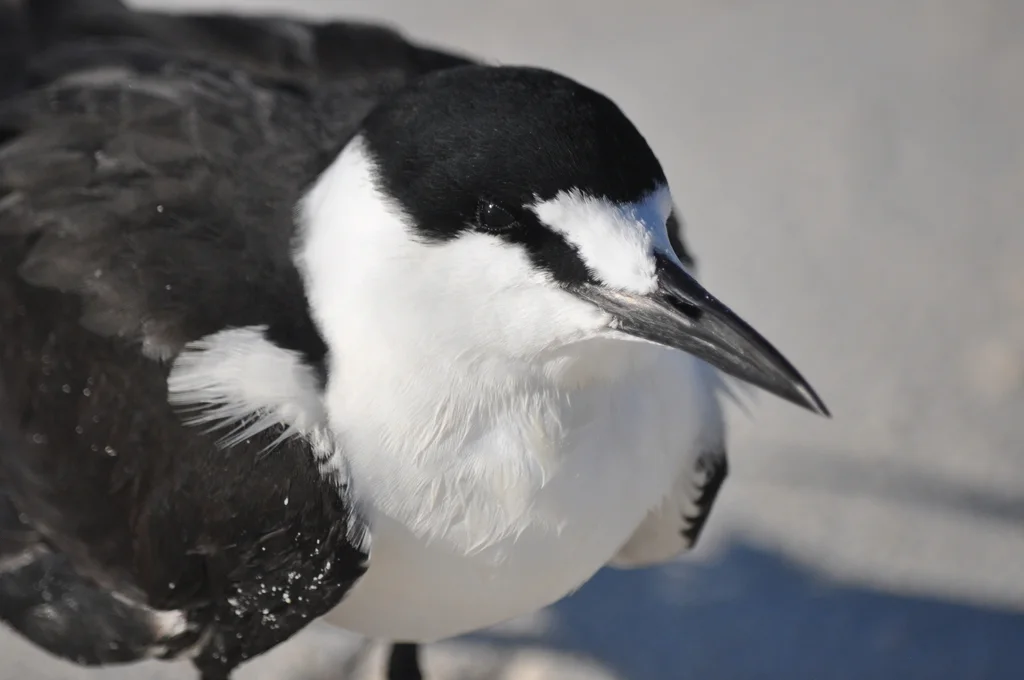 乌燕鸥(Onychoprion fuscatus)
