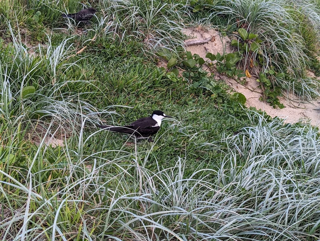 乌燕鸥(Onychoprion fuscatus)