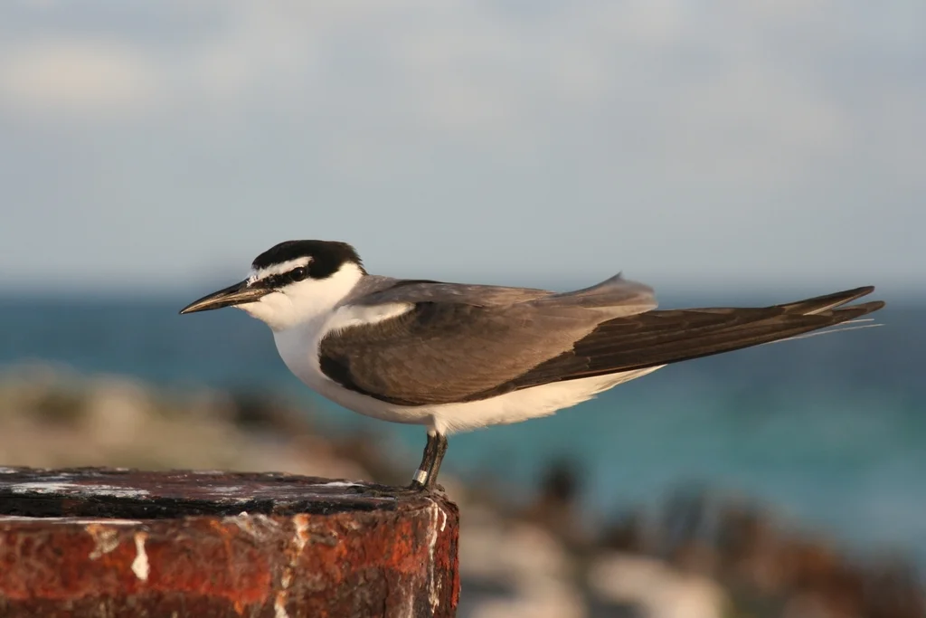 灰背燕鸥(Onychoprion lunatus)
