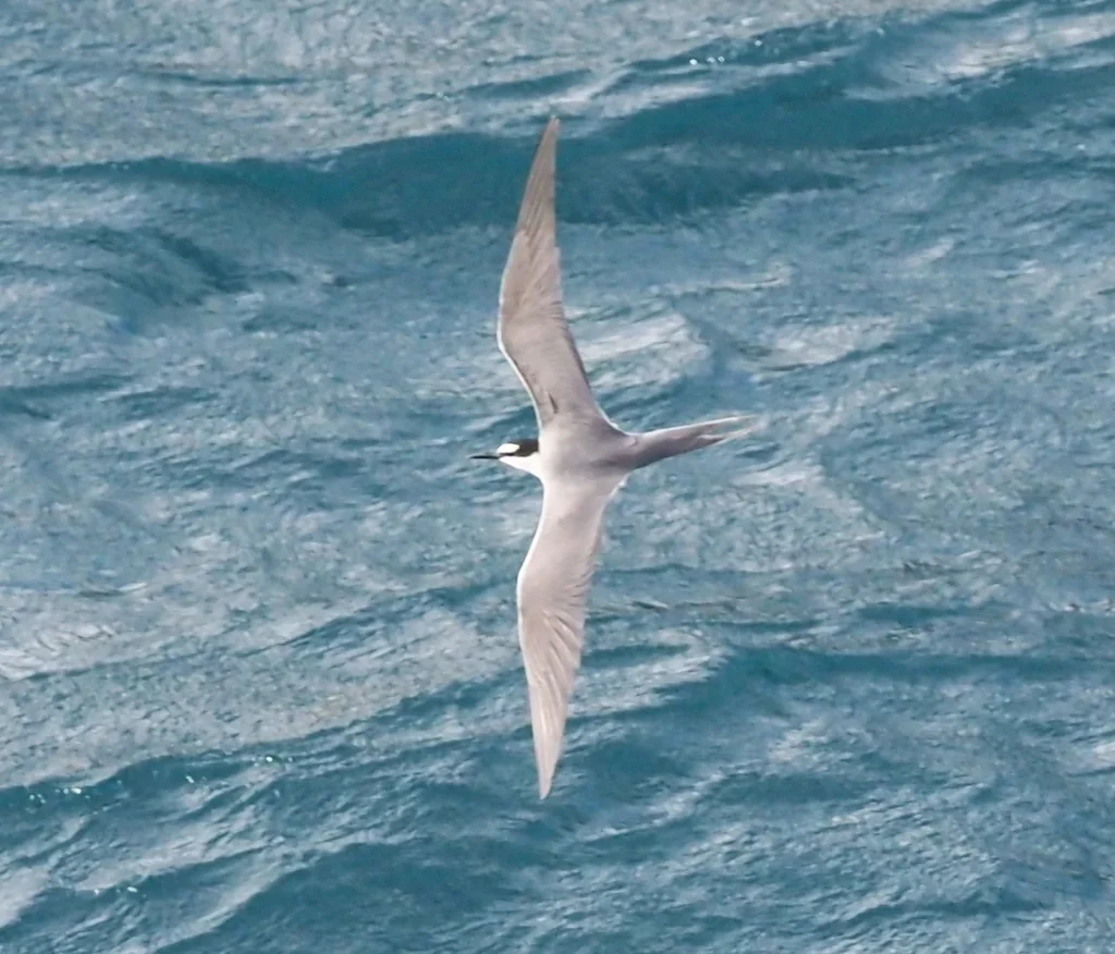 灰背燕鸥(Onychoprion lunatus)